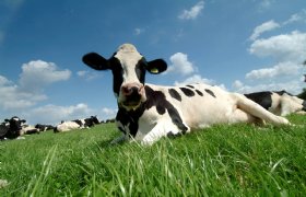 5 vragen over relatie tussen temperatuur en gedrag van koeien