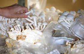 Reststromen champignons bevatten waardevolle stoffen