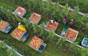 Gelderland trekt geld uit voor innovaties in fruitteelt