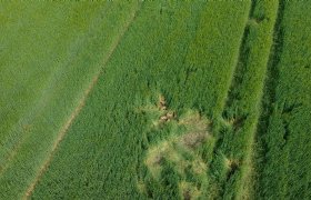 Ormel controleert wildschade in mais en aardappelen met drone