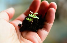 Vier bedrijven dingen mee naar Tuinbouw Ondernemersprijs
