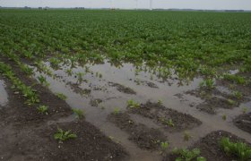 Vijf Groningse boeren proberen bodemkwaliteit te verbeteren