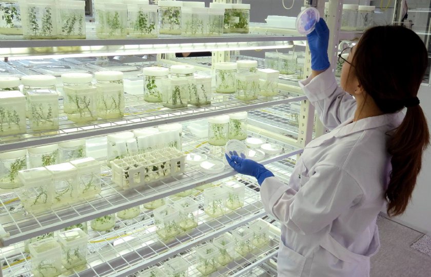 De opkweek van microknollen uit in-vitroplantjes is een gepatenteerd proces.