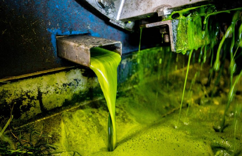Grassa scheidt bij het raffineren het sap van de vezels. Dit gebeurt eerst in één fabriek en later misschien in meerdere regionale fabrieken.